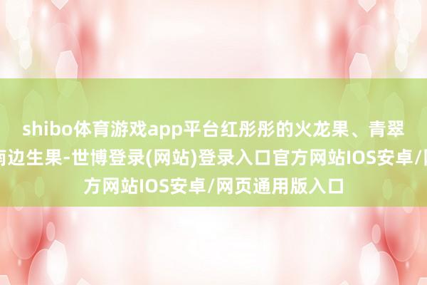shibo体育游戏app平台红彤彤的火龙果、青翠欲滴的香蕉等南边生果-世博登录(网站)登录入口官方网站IOS安卓/网页通用版入口